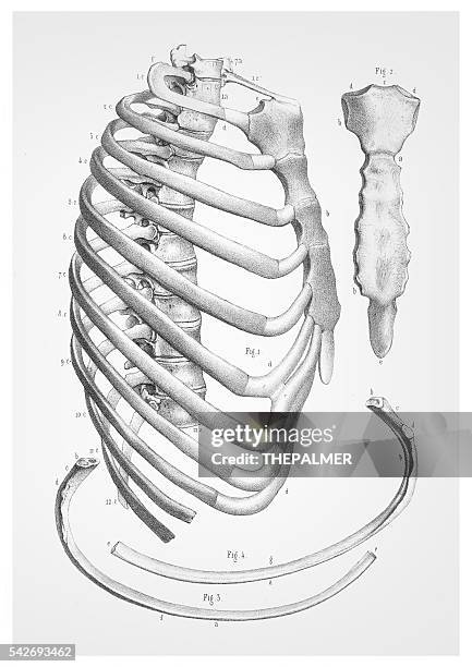 Human Sternum Photos and Premium High Res Pictures - Getty Images