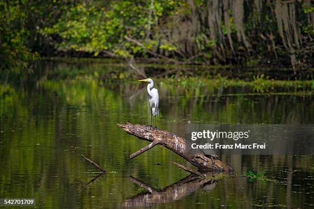 egret, lake verret, louisiana - egret stock-fotos und bilder