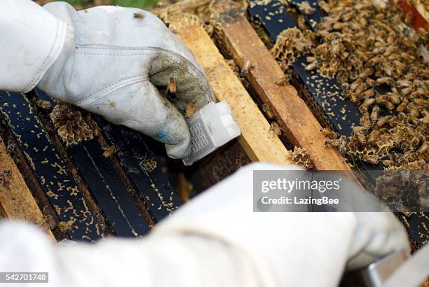 queen bee cage being put in beehive - queen bee stock pictures, royalty-free photos & images