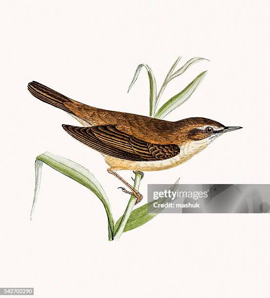 reed warbler - warbler stock illustrations