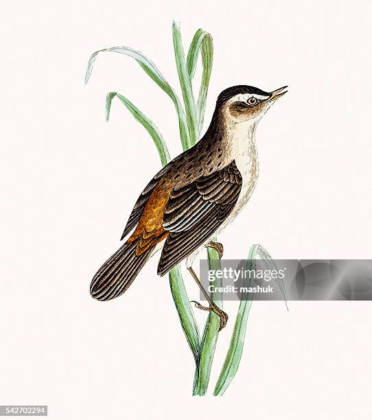 sedge warbler - sedge warbler stock illustrations