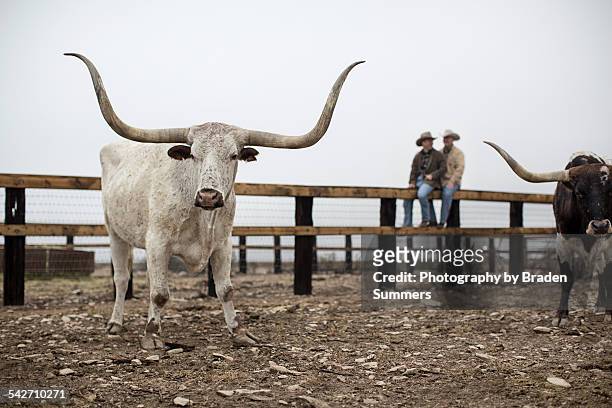 gay couple on texas ranch. - texas stock pictures, royalty-free photos & images
