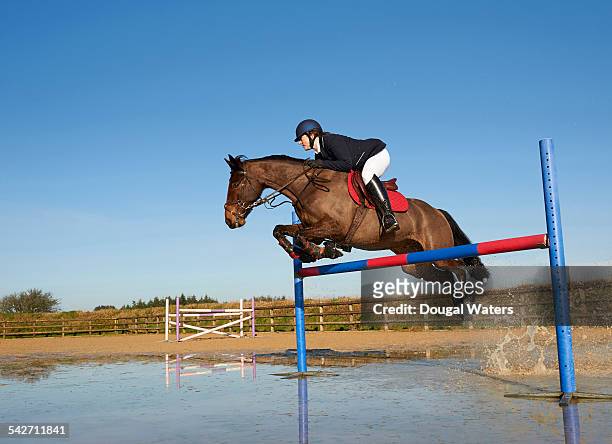 horse and jockey jumping fence. - concurso de saltos ecuestres fotografías e imágenes de stock
