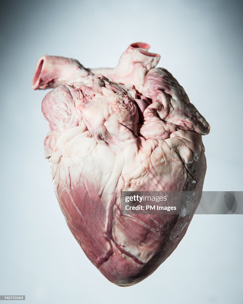 Pig's heart