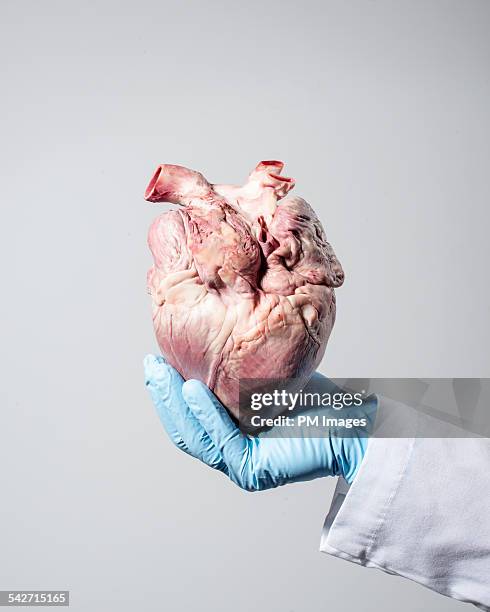 scientist holding heart - partie du corps d'un animal photos et images de collection