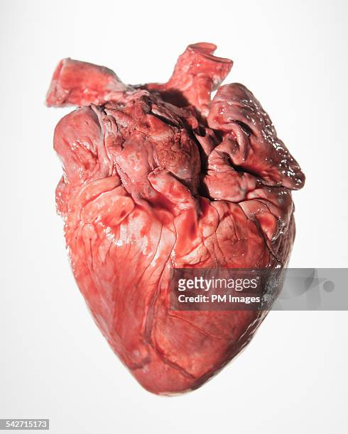 bloody pig's heart - inneres organ stock-fotos und bilder