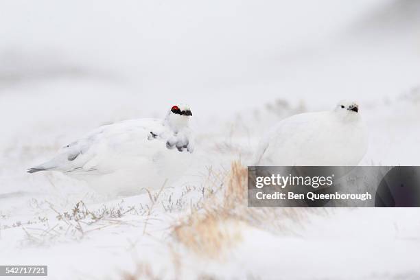 two willow ptarmigan (lagopus lagopus) - ptarmigan stock-fotos und bilder