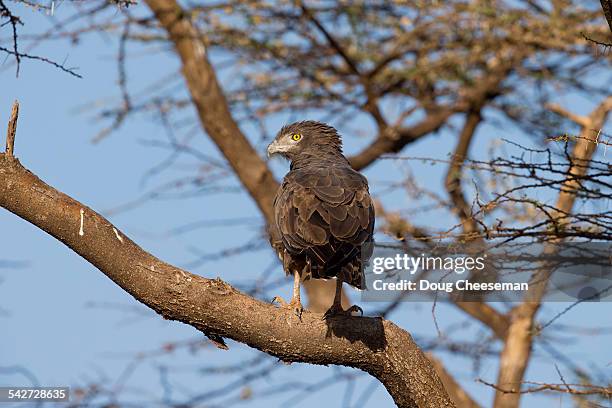 brown-chested snake-eagle - black chested snake eagle stock pictures, royalty-free photos & images