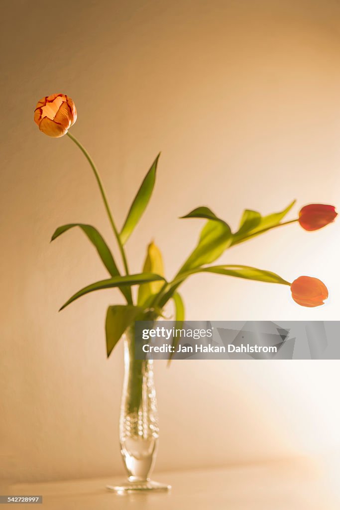 Three red tulips in vase