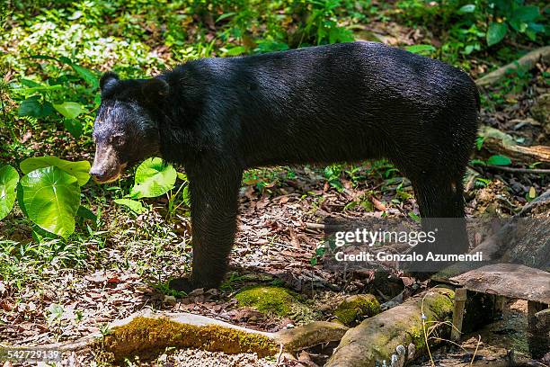 asiatic black bears in luang prabang. - oso negro asiático fotografías e imágenes de stock