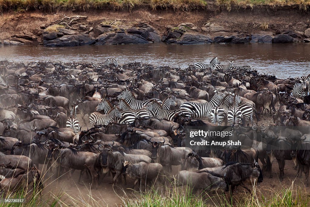 Common zebra and Eastern White-bearded Wildebeest