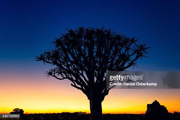 sunset silhouette of a quiver tree at giants playground in keetsmanshoop, namibia, afrika - allomyrina dichotoma stock pictures, royalty-free photos & images