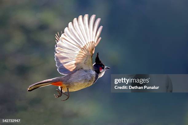 red-whiskered bulbul (pycnonotus jocosus) flying - bulbuls stock pictures, royalty-free photos & images