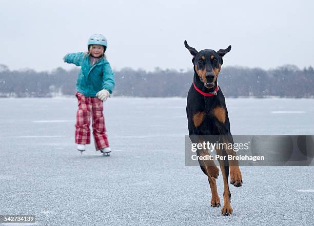a young girl and her dog ice skating - white doberman pinscher stock pictures, royalty-free photos & images