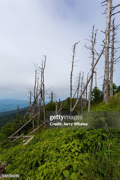 dead evergreen trees, clingmans dome - clingman's dome - fotografias e filmes do acervo