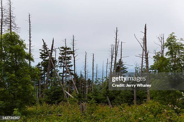 dead evergreen trees, clingmans dome - clingman's dome stock pictures, royalty-free photos & images