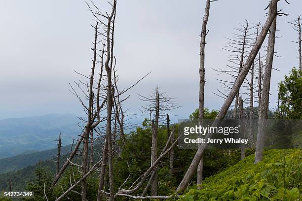 dead evergreen trees, clingmans dome - clingman's dome stock-fotos und bilder