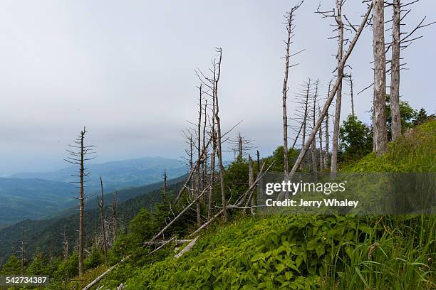 dead evergreen trees, clingmans dome - clingman's dome stock pictures, royalty-free photos & images