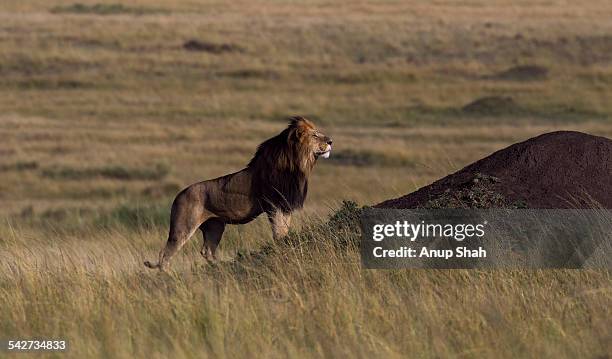 lion male standing by a termite mound - termite mound stock pictures, royalty-free photos & images