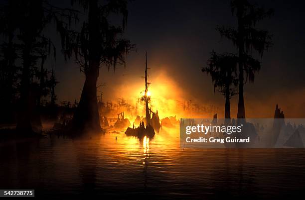 atchafayala basin, louisiana - louisiana swamp stockfoto's en -beelden