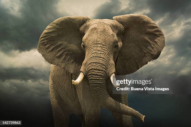 threatening african elephant under cloudy sky - animal trunk stock pictures, royalty-free photos & images