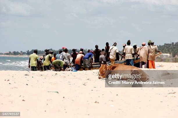 cow resting in a beach close to fishermen - banjul stock pictures, royalty-free photos & images