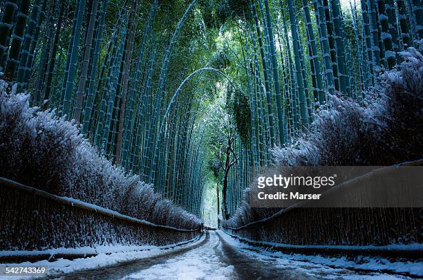 the bamboo path covered with snow - kyoto covered with first snow of the season stock-fotos und bilder