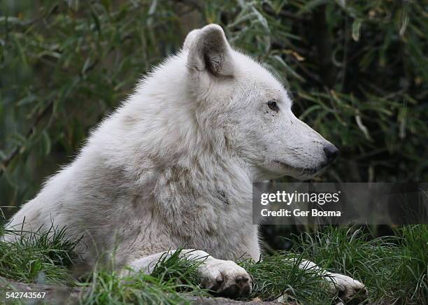 Wolves Feet 598 Wolf Feet Stock Photos, High-Res Pictures, and Images - Getty Images