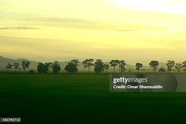 morning sun - padang besar malaysia stock pictures, royalty-free photos & images