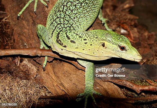 Tree Monitor Emerald Tree Monitor Photos and Premium High Res Pictures - Getty Images