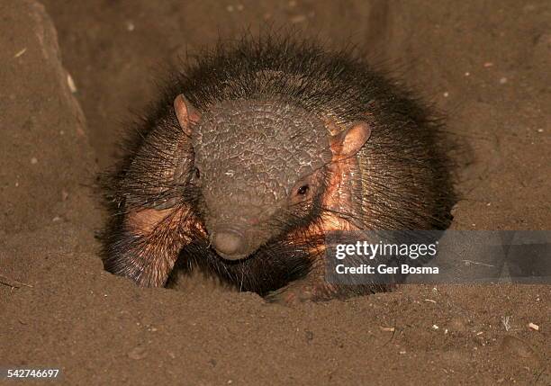 armadillo tunnel digger - tatu - fotografias e filmes do acervo