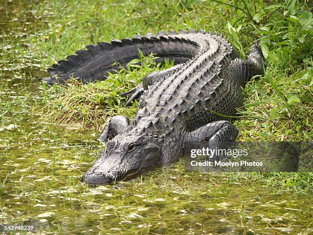 15,229 Alligator Stock Photos, High-Res Pictures, and Images - Getty Images