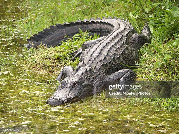 alligator entering the water - alligators stock pictures, royalty-free photos & images