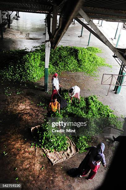 Workers sorting out the tea leaves before processing at Nagaisuree Duncan tea garden on November 3, 2015 in Jalpaiguri, India. 15 Duncans-owned tea...