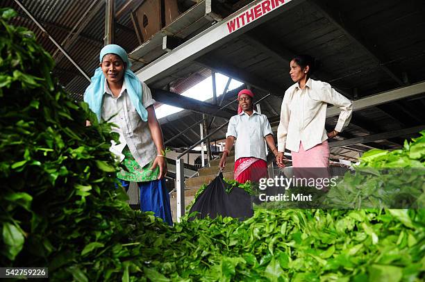 Workers sorting out the tea leaves before processing at Nagaisuree Duncan tea garden on November 3, 2015 in Jalpaiguri, India. 15 Duncans-owned tea...