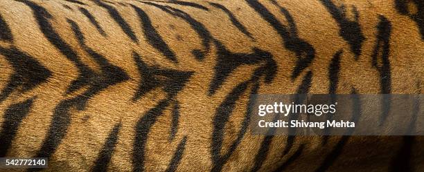 skin of a royal bengal tiger - tiger print stock pictures, royalty-free photos & images