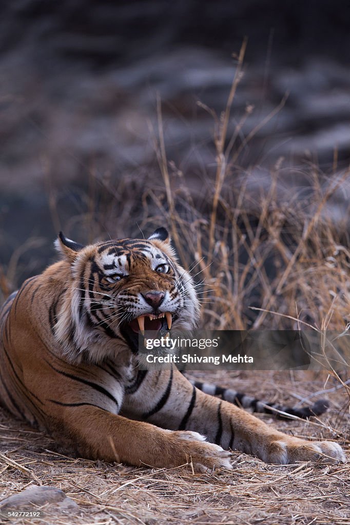 Growling Royal Bengal Tiger