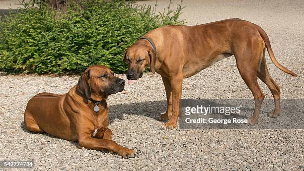 Dogs are seen in the Santa Rita Hills, an agricultural wine grape growing region located in the western hills between Lompoc and Buellton, which has...