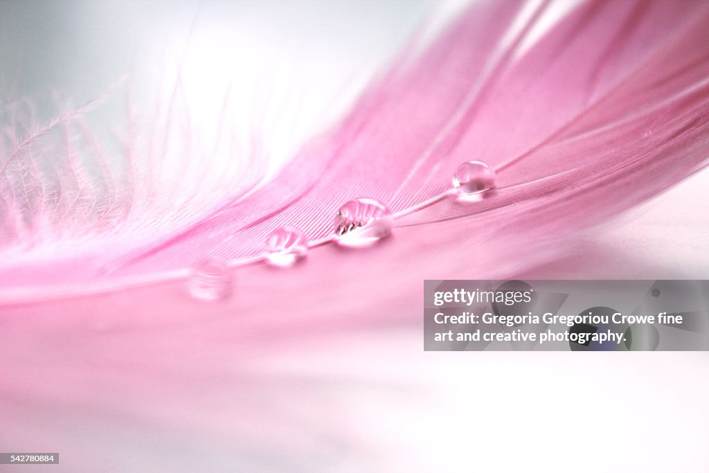 Waterdrops on Feather