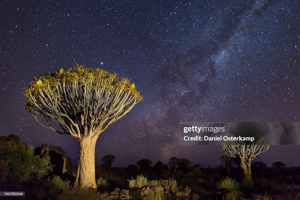 Quiver Trees with Milky Way at Giants Playground in Keetsmanshoop, Namibia, Africa.