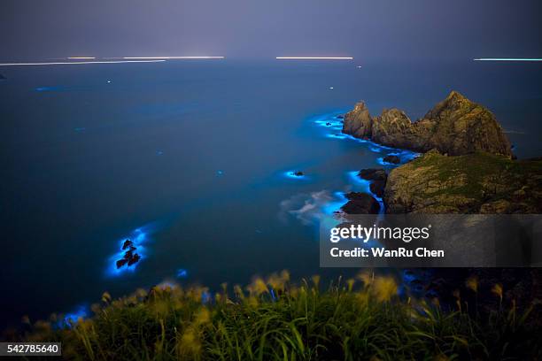 bioluminescent algae noctiluca scintillans - bioluminescence 個照片及圖片檔