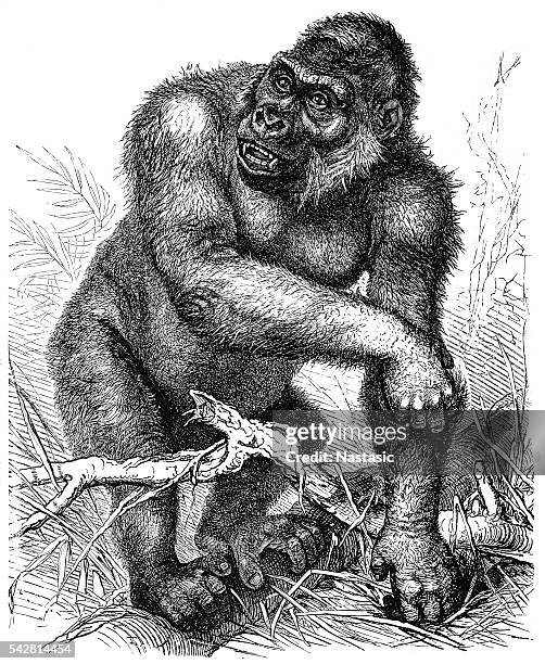 ilustraciones, imágenes clip art, dibujos animados e iconos de stock de gorila occidental (gorilla gorilla - west africa
