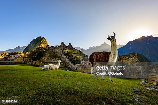 llamas at first light at machu picchu, peru - unesco georganiseerde groep stockfoto's en -beelden