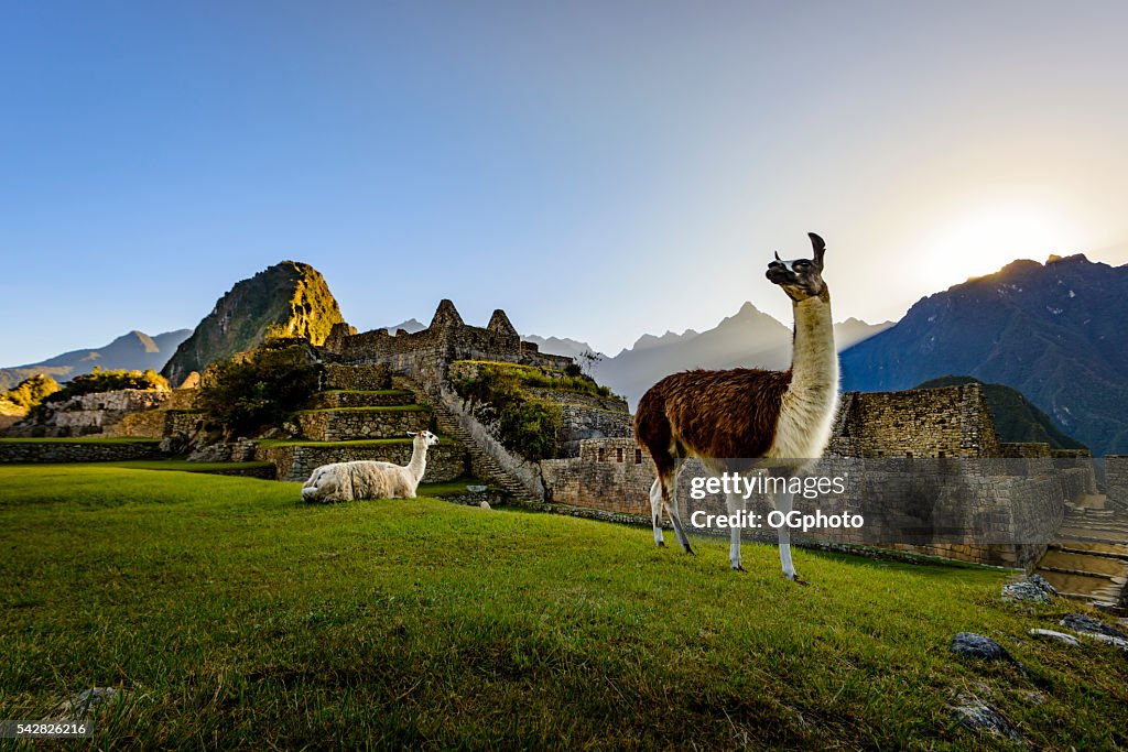 Llamas at first light at Machu Picchu, Peru