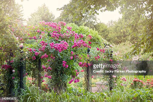 summer pergola with climbing roses - roses in garden stock pictures, royalty-free photos & images