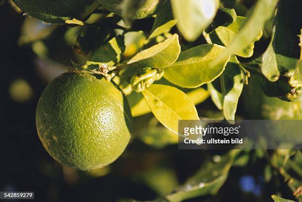 Zitrone, die Frucht des Zitronenbaumes , Familie der Rautengewächse. Aufgenommen 2000.