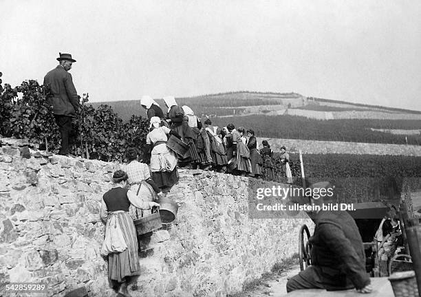 Männer und Frauen bei der Weinernte in Rüdesheim am Rhein, Aufstieg in den Weinberg- undatiert, vermutlich 1911Foto: Conrad HünichFoto ist Teil einer...