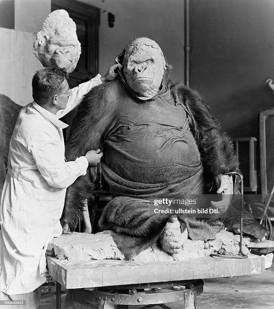 Taxidermy: Gorilla 'Bobby' of the Berliner zoo