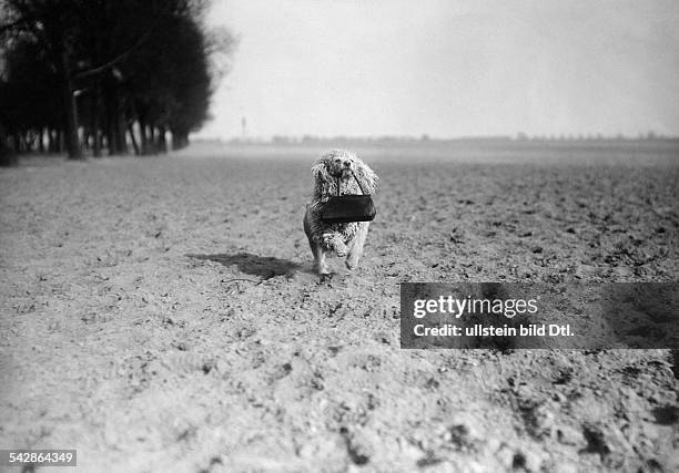 Eine Hundehalterin trainiert mit ihrem Pudel auf dem Feld, der Hund trägt die Handtasche der Frau.- undatiert, vermutlich 1911veröffentlicht:...