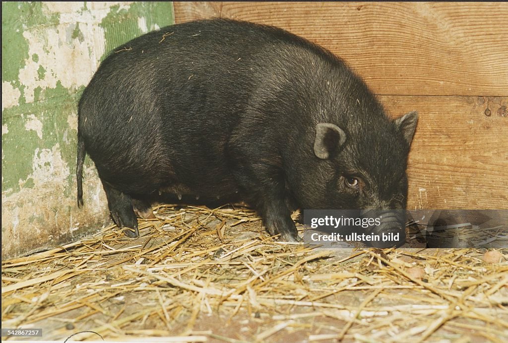 Hängebauchschwein